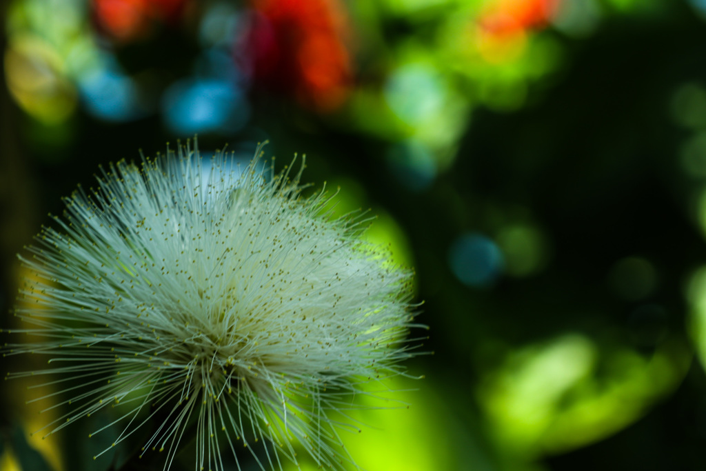 白花紅合歓