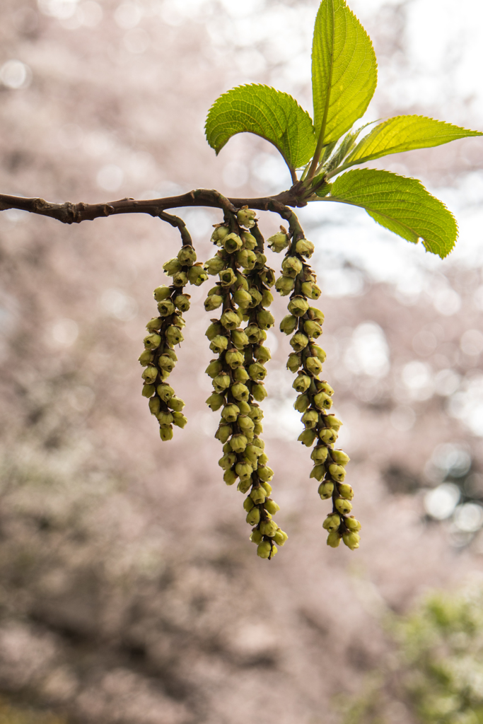 桜をバックに