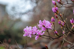 我が家の花見　その１