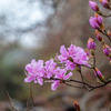 我が家の花見　その１