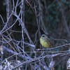 冬鳥アオジ
