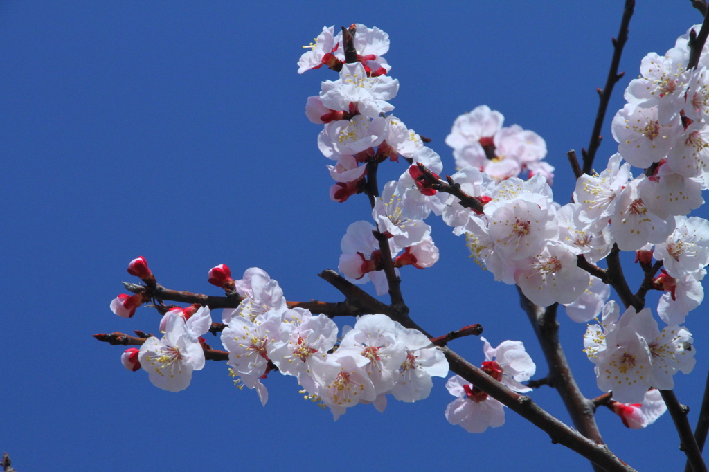 杏子の花