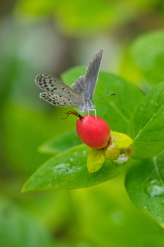 食べるの？