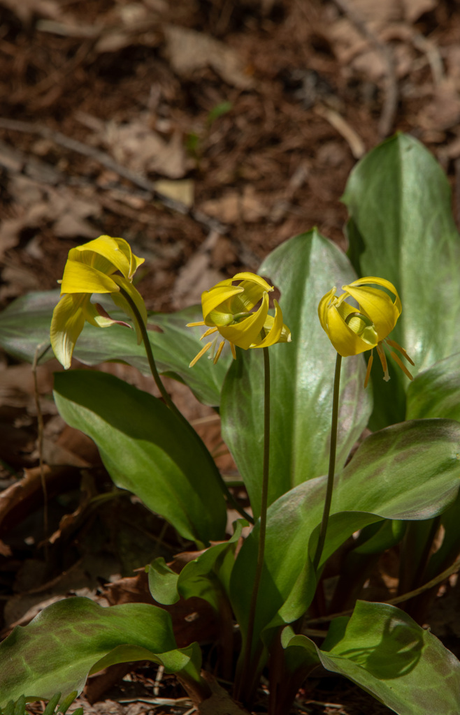 キバナカタクリ