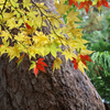 中野神社の紅葉　その５