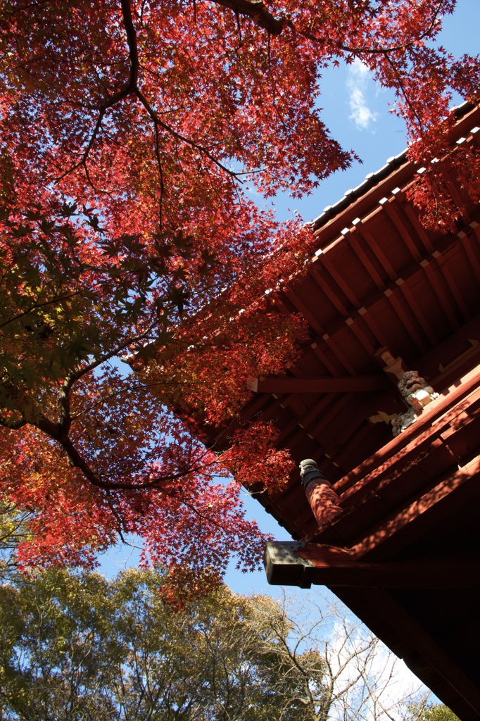 山門と競う　その２