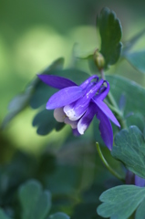 ミヤマオダマキ