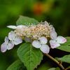 山紫陽花満開　その２