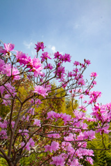 我が家の花見　その２