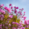 我が家の花見　その２