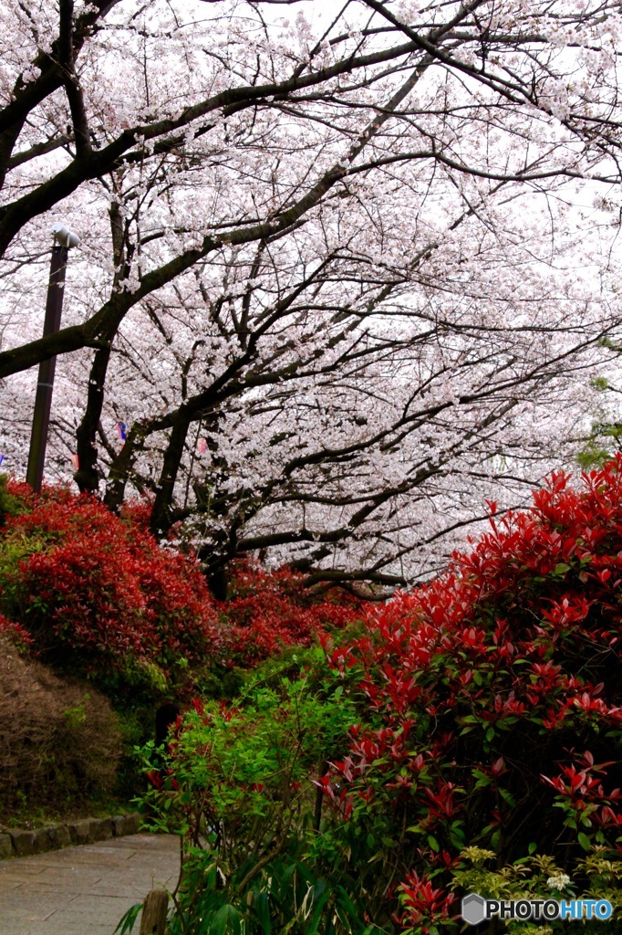 江戸桜名所