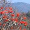 大涌谷秋景色　その４