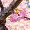 早咲桜に迫る　その２