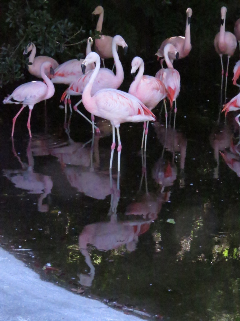 日陰を求めて　その２