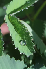 雨上がり　その１