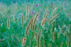 コスモス畑？　ネコジャラシ畑？　その１