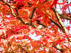 紅の中で