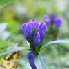 登山道に咲く　その１