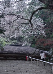 残り桜