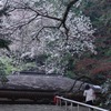 残り桜
