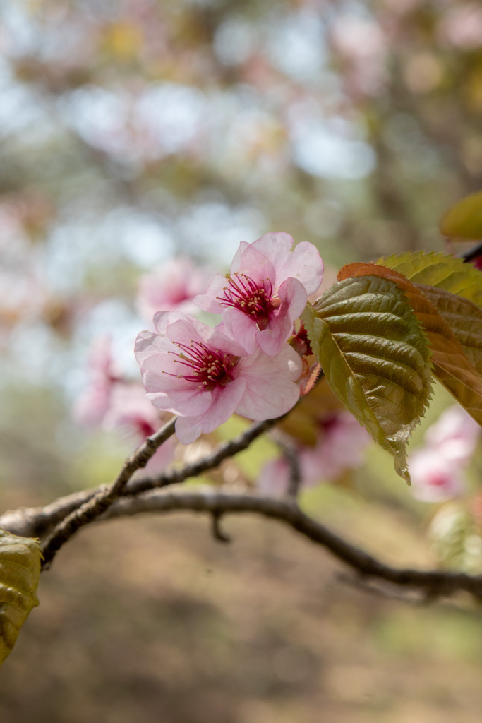 山桜