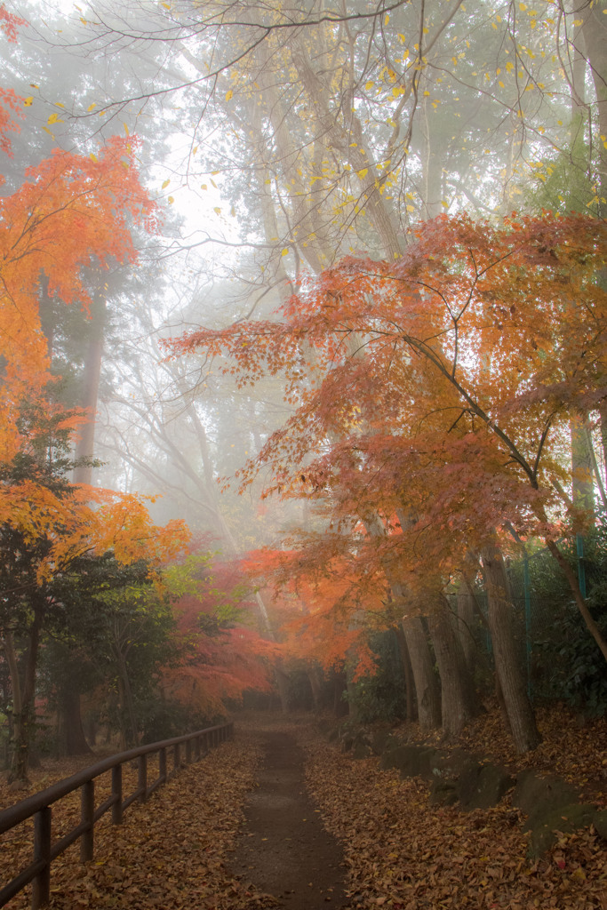 霧の中で　その２