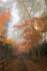 霧の中で　その２