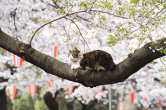 花見猫　その１