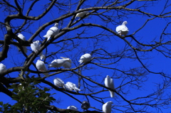 サブレーの木