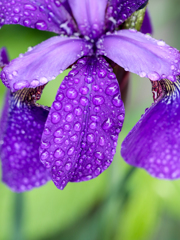 梅雨近し？