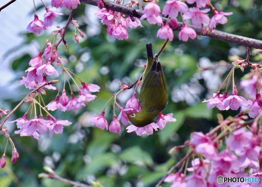 早咲き桜に