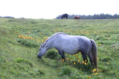 寒立馬　その４