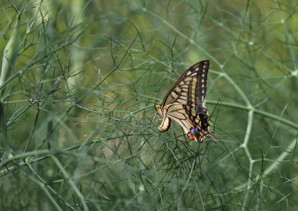 やっぱり来ちゃったの！