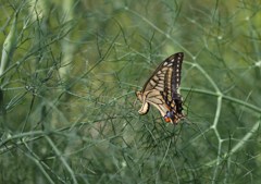 やっぱり来ちゃったの！