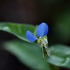 蛍草