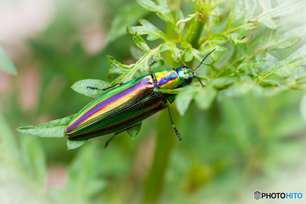 美しき害虫　その１