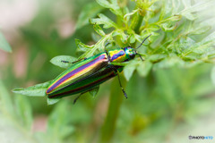 美しき害虫　その１