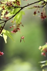 落花
