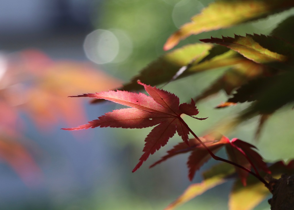 春紅葉