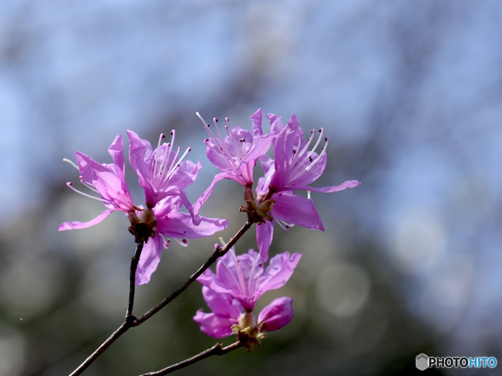 桜に先駆け