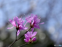 桜に先駆け