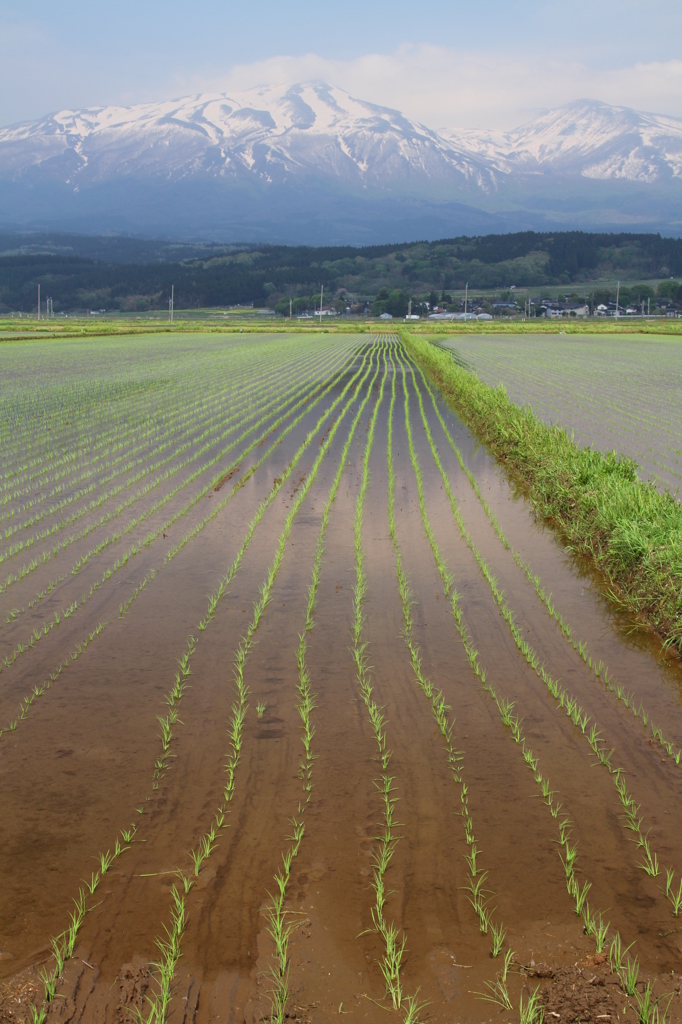 鳥海山麓の春その６