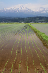 鳥海山麓の春その６
