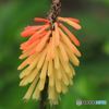 Torch Lilly