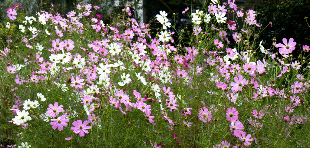 今は幻　その１