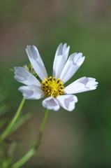 筒状花　白花