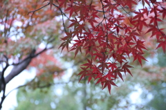 深紅に燃える　