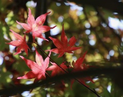 紅葉？新芽？病葉？
