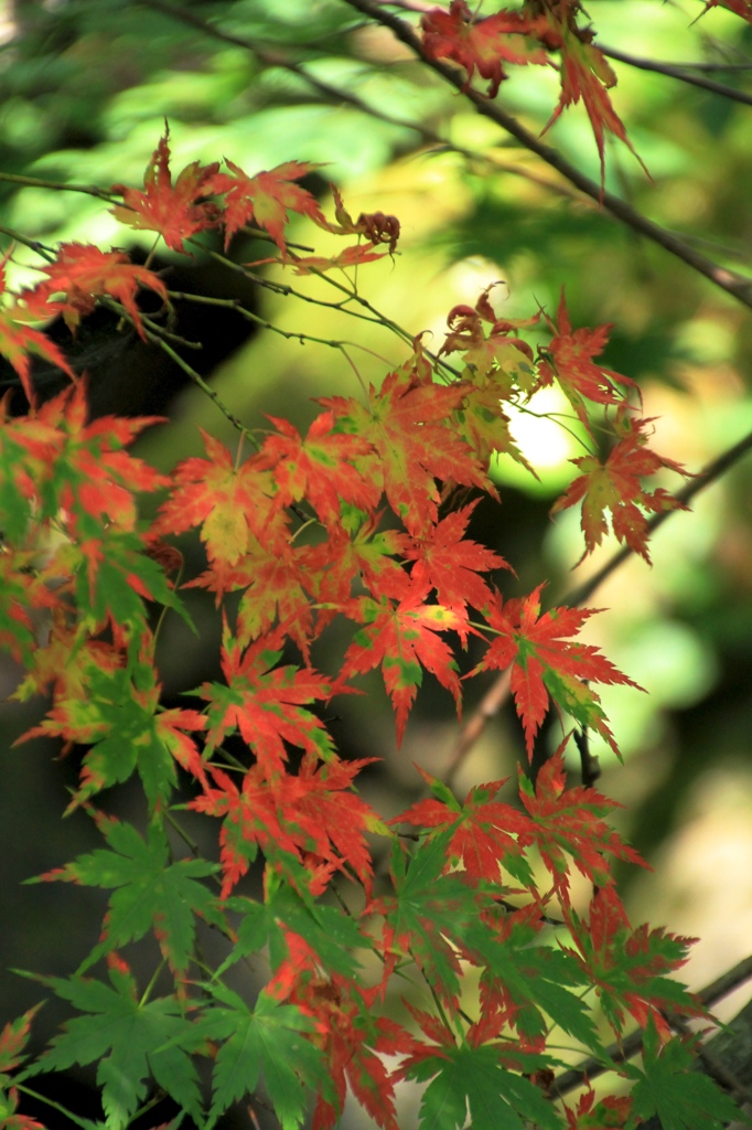 病葉？紅葉？