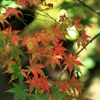 病葉？紅葉？